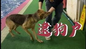 娱乐吃瓜酱柯基